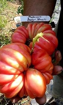 Beefsteak Red Tomato Solanum lycopersicum seeds for vegetable patch
